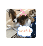 パピヨンだよ（個別スタンプ：2）