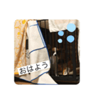 パピヨンだよ（個別スタンプ：3）