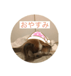 パピヨンだよ（個別スタンプ：4）