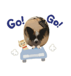 パピヨンだよ（個別スタンプ：6）