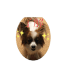 パピヨンだよ（個別スタンプ：7）
