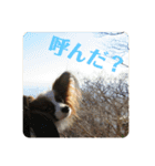 パピヨンだよ（個別スタンプ：13）