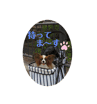 パピヨンだよ（個別スタンプ：14）