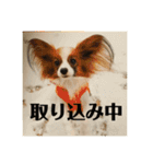 パピヨンだよ（個別スタンプ：15）