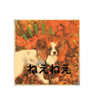 パピヨンだよ（個別スタンプ：16）