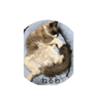 ラグ猫チロとカイの日常1（個別スタンプ：1）