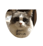 ラグ猫チロとカイの日常1（個別スタンプ：3）