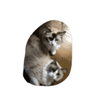 ラグ猫チロとカイの日常1（個別スタンプ：8）