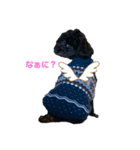 黒プー達②（個別スタンプ：1）