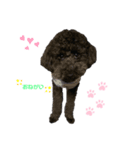 黒プー達②（個別スタンプ：3）