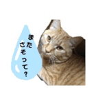 バロンだにゃ2（個別スタンプ：5）