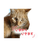 バロンだにゃ2（個別スタンプ：6）