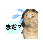 バロンだにゃ2（個別スタンプ：7）
