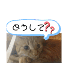 バロンだにゃ2（個別スタンプ：9）