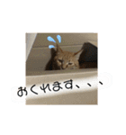 バロンだにゃ2（個別スタンプ：12）
