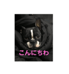 雪コスタンプ（個別スタンプ：1）