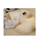 ラガマフィンのさすけ ひらがな（個別スタンプ：2）