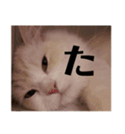 ラガマフィンのさすけ ひらがな（個別スタンプ：17）