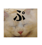 ラガマフィンのさすけ ひらがな（個別スタンプ：24）