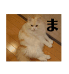 ラガマフィンのさすけ ひらがな（個別スタンプ：37）