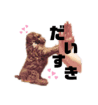 ぶーぶらん（個別スタンプ：1）