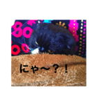 ネコのクーちゃん（個別スタンプ：3）