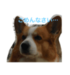 可愛すぎるコーギー2（個別スタンプ：1）