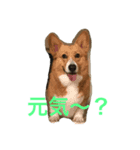 可愛すぎるコーギー2（個別スタンプ：2）