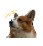 可愛すぎるコーギー2（個別スタンプ：5）