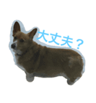 可愛すぎるコーギー2（個別スタンプ：6）