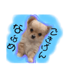 ちわわのてぃむくん②（個別スタンプ：1）