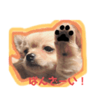 ちわわのてぃむくん②（個別スタンプ：2）