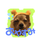 ちわわのてぃむくん②（個別スタンプ：4）