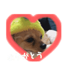 ちわわのてぃむくん②（個別スタンプ：5）