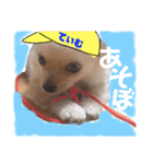 ちわわのてぃむくん②（個別スタンプ：6）