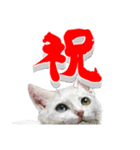 にゃんコの一言（個別スタンプ：6）