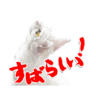 にゃんコの一言（個別スタンプ：7）