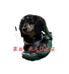 Mダックス☆るる 日常スタンプ（個別スタンプ：2）