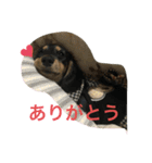 Mダックス☆るる 日常スタンプ（個別スタンプ：4）
