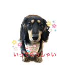 Mダックス☆るる 日常スタンプ（個別スタンプ：9）