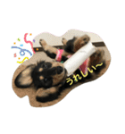 Mダックス☆るる 日常スタンプ（個別スタンプ：16）