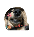 Mダックス☆るる 日常スタンプ（個別スタンプ：17）
