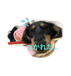 Mダックス☆るる 日常スタンプ（個別スタンプ：20）
