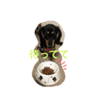 Mダックス☆るる 日常スタンプ（個別スタンプ：21）