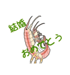 祝って誉めるヨコエビのスタンプ（個別スタンプ：5）