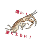 祝って誉めるヨコエビのスタンプ（個別スタンプ：13）