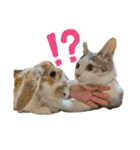 ちゃむとソナ（個別スタンプ：1）