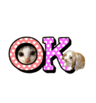 ちゃむとソナ（個別スタンプ：2）