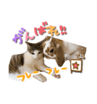 ちゃむとソナ（個別スタンプ：7）