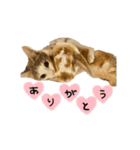 ちゃむとソナ（個別スタンプ：12）